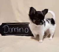 Domino, a male Chihuahua for sale in The Woodlands, TX – 2 of 3