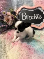 Brookie, a female Chihuahua for sale in The Woodlands, TX – 2 of 4