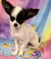 Brookie, a female Chihuahua for sale in The Woodlands, TX – 2 of 5