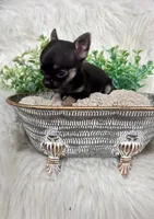 Squirt, a male Chihuahua for sale in The Woodlands, TX – 2 of 2