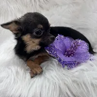 Jasmine, a female Chihuahua for sale in The Woodlands, TX – 1 of 6