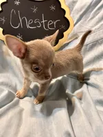 Chester, a male Chihuahua for sale in The Woodlands, TX – 2 of 5