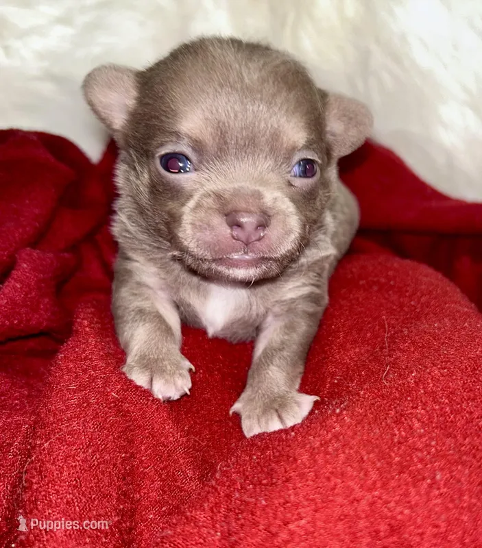 Chester, a male Chihuahua for sale in The Woodlands, TX – Photo 1 of 1