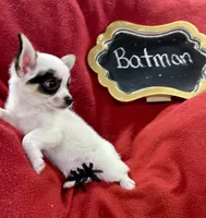 Batman , a male Chihuahua for sale in The Woodlands, TX – 1 of 5