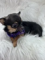 Jasmine, a female Chihuahua for sale in The Woodlands, TX – 6 of 6