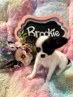 Brookie, a female Chihuahua for sale in The Woodlands, TX – 3 of 4