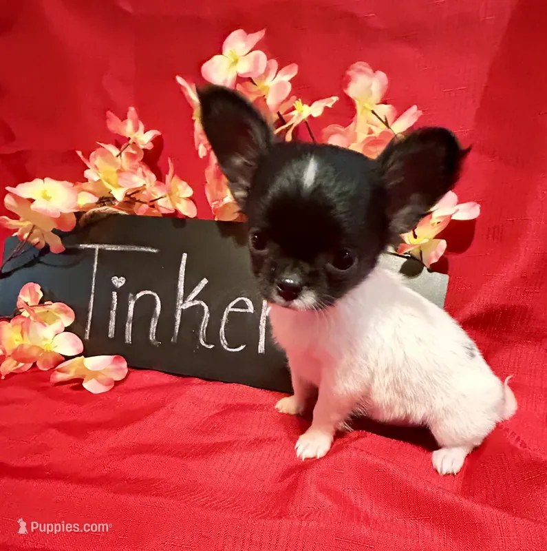 Tinker – Chihuahua puppy for sale in The Woodlands, TX