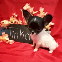 Tinker, a female Chihuahua for sale in The Woodlands, TX – 2 of 3