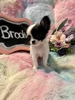 Brookie, a female Chihuahua for sale in The Woodlands, TX – 4 of 4