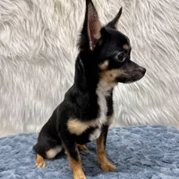 Charlie, a male Chihuahua for sale in The Woodlands, TX – Photo 4 of 4