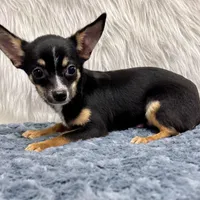 Charlie, a male Chihuahua for sale in The Woodlands, TX – Photo 2 of 4