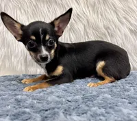 Charlie, a male Chihuahua for sale in The Woodlands, TX – Photo 2 of 4