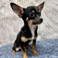 Charlie, a male Chihuahua for sale in The Woodlands, TX – Photo 1 of 4