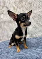 Charlie, a male Chihuahua for sale in The Woodlands, TX – Photo 1 of 4