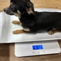 Charlie, a male Chihuahua for sale in The Woodlands, TX – Photo 3 of 4