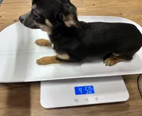 Charlie, a male Chihuahua for sale in The Woodlands, TX – Photo 3 of 4