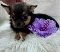 Jasmine, a female Chihuahua for sale in The Woodlands, TX – 2 of 6