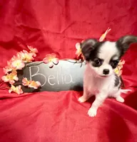 Bella, a female Chihuahua for sale in The Woodlands, TX – 2 of 2