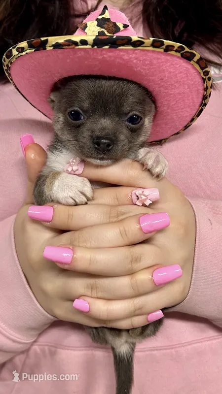Zoey – Chihuahua puppy for sale in The Woodlands, TX