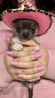 Zoey, a female Chihuahua for sale in The Woodlands, TX – 1 of 4