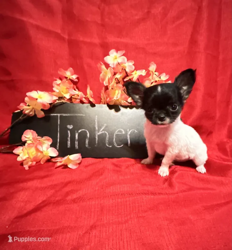 Tinker – Chihuahua puppy for sale in The Woodlands, TX