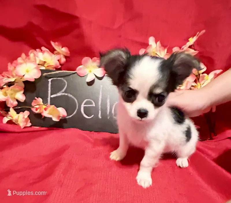 Bella – Chihuahua puppy for sale in The Woodlands, TX