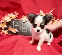 Bella, a female Chihuahua for sale in The Woodlands, TX – 1 of 2