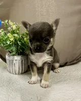 Zoey, a female Chihuahua for sale in The Woodlands, TX – 4 of 4