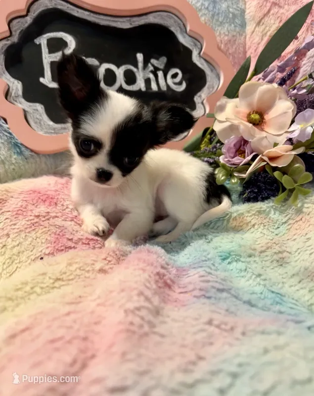 Brookie – Chihuahua puppy for sale in The Woodlands, TX