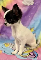 Brookie, a female Chihuahua for sale in The Woodlands, TX – 4 of 5
