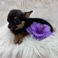 Jasmine, a female Chihuahua for sale in The Woodlands, TX – 4 of 6