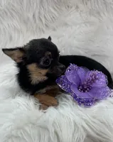 Jasmine, a female Chihuahua for sale in The Woodlands, TX – 3 of 6