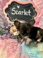 Scarlet , a female Chihuahua for sale in The Woodlands, TX – 2 of 3