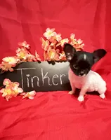 Tinker, a female Chihuahua for sale in The Woodlands, TX – 3 of 3