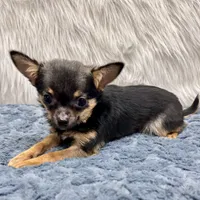 Rumi, a female Chihuahua for sale in The Woodlands, TX – Photo 1 of 3