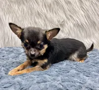 Rumi, a female Chihuahua for sale in The Woodlands, TX – Photo 1 of 3