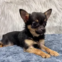 Rumi, a female Chihuahua for sale in The Woodlands, TX – Photo 2 of 3