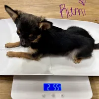 Rumi, a female Chihuahua for sale in The Woodlands, TX – Photo 3 of 3