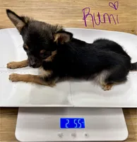 Rumi, a female Chihuahua for sale in The Woodlands, TX – Photo 3 of 3