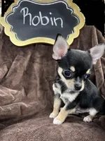 Robin, a male Chihuahua for sale in The Woodlands, TX – 2 of 4