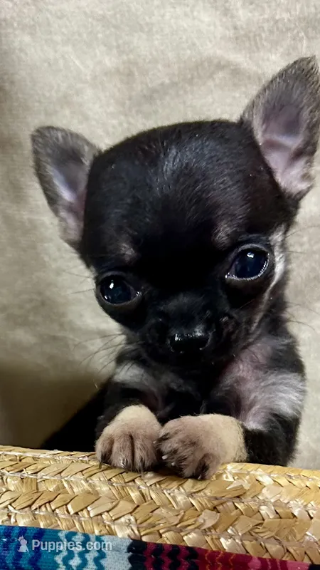 Squirt – Chihuahua puppy for sale in The Woodlands, TX