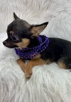 Jasmine, a female Chihuahua for sale in The Woodlands, TX – 5 of 6