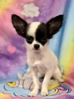 Brookie, a female Chihuahua for sale in The Woodlands, TX – 5 of 5