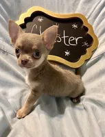 Chester, a male Chihuahua for sale in The Woodlands, TX – 1 of 5
