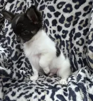 Domino, a male Chihuahua for sale in The Woodlands, TX – 4 of 4