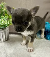 Zoey, a female Chihuahua for sale in The Woodlands, TX – 3 of 4