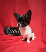 Domino, a male Chihuahua for sale in The Woodlands, TX – 3 of 3