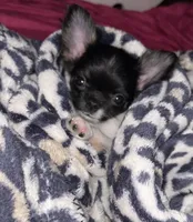 Tinker, a female Chihuahua for sale in The Woodlands, TX – 2 of 4