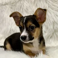 Winston, a male Chihuahua for sale in The Woodlands, TX – Photo 3 of 5