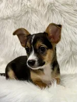 Winston, a male Chihuahua for sale in The Woodlands, TX – Photo 3 of 5